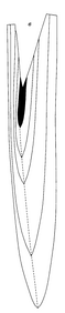 Lagonibelus magnificus (d'Orb.), внутреннее строение раковины