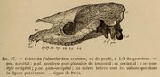Palaeotherium crassum cranium illustration 1878