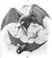 Pterodactyl reconstruction Edward Newman 1843