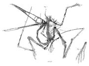 Pterodactylus holotype Collini 1784