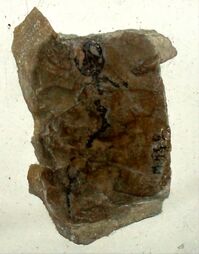 Celtedens megacephalus