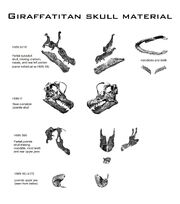 Giraffatitan skulls