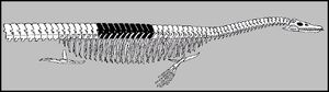Head-on-the-wrong-end version of Elasmosaurus platyurus published initially by Cope 1869