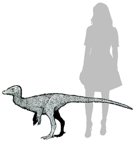 Xiyunykus