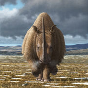 20240603 on wooly rhino 1200