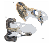 Argodicynodon skull