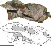 Bulbasaurus skull