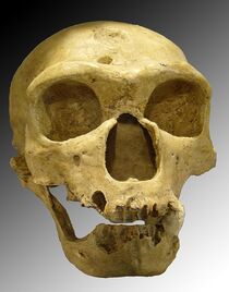 800px-Homo sapiens neanderthalensis.jpg