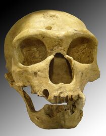 800px-Homo sapiens neanderthalensis