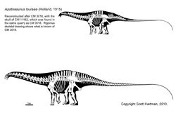 Apatosaurus louisae skeleton