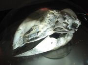 Bullockornis