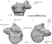 Thoracic-vertebra-of-Ambulator-keanei-SAMA-P54742-Ventral-view-a-cranial-view-b