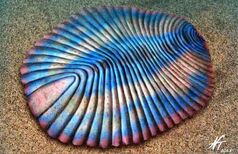 030415dickinsonia1.jpg