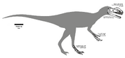1200px-Kileskus aristotocus ZIN PH 5 117.png
