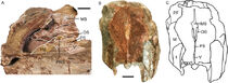 Peerj-09-10854-g013