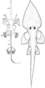 Squaloraja-sp-MSNM-V655-A-Line-drawing-of-the-skeleton-Abbreviations-c-coracoid