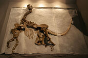Camarasaurus-skeleton fossil