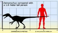 Deinonychus-size