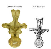 Left -Oklahoma apatosaur dorsal, 135 cm. Right - classic Apatosaurus dorsal, 106 cm