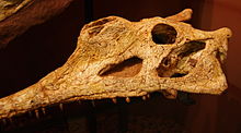 Machaeroprosopus lottorum