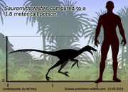 Saurornitholestes-size