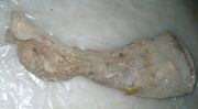 Yukagir mammoth leg