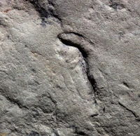 Палеоплатода.jpg (164 КБ) Палеоплатода