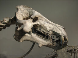 Daeodon skull