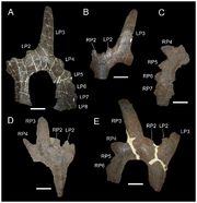 Einiosaurus fossil