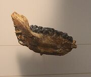 Theropithecus NMNH