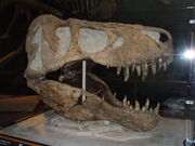 Tyrannosaurus LACM 23844