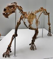Megantereon cultridens skeleton