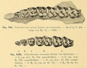 Palaeotherium curtum and eocaenum dentition