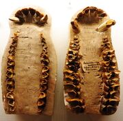 Palaeotherium muehlbergi dentition