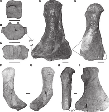 Vegasaurus molyi holotype (MLP 93-I-5-1 )