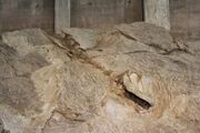 Camarasaurus skull 03