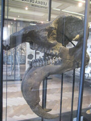 Deinotherium giganteum skull