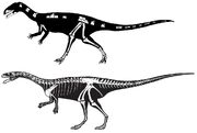 Masiakasaurus skeleton