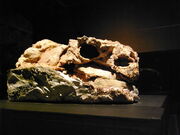 Pinacosaurus skull.jpg