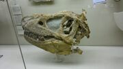 Tarbosaurus Skull 03