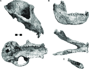 Theropithecus-Theropithecus-oswaldi-A-Lateral-and-basal-views-of-male-cranium-KNM-ER