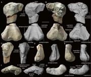 Woznikella-triradiata-n-gen-n-sp-ZPAL-V-34-1-6-right-humerus-A-dorsal-view-B