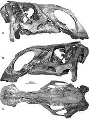 Brachylophosaurus canadensis(NMC 8893)