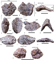 Colossosuchus holotype