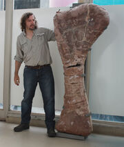 González-Riga-with-Notocolossus-humerus
