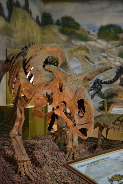 Medusaceratops-skelet-m.jpg