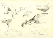 Palaeotherium medium fossils sketch skull reconstruction 1804