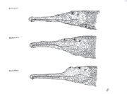 Colossosuchus (1)