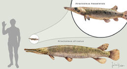 Messel gars 2 by hyrotrioskjan d8zs3c1-fullview