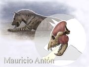 Pachycrocuta-bite